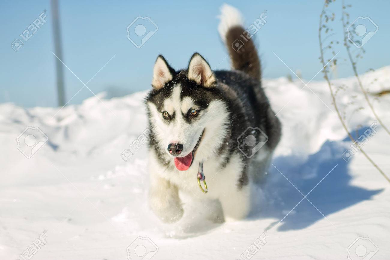 Cute Husky Puppies Playing In Snow