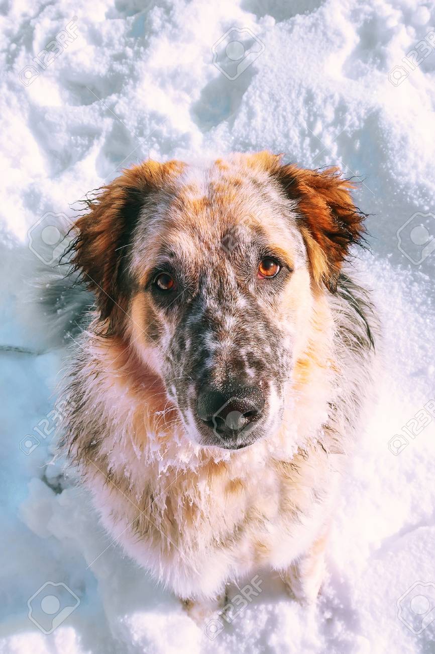 大きな白 バルク 茶色の犬のクローズアップ肖像画は 目を見上げ 周りの雪を見て の写真素材 画像素材 Image 大きな白 バルク 茶色の犬のクローズアップ肖像画は 目を見上げ 周りの雪を見て の写真素材 画像素材 Image
