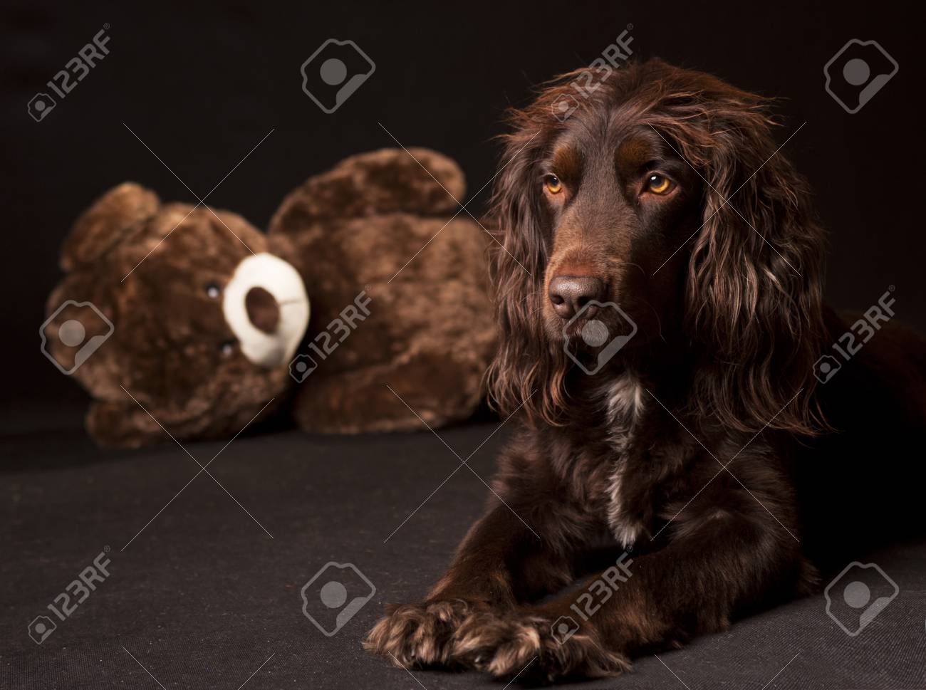 teddy bear cocker spaniel