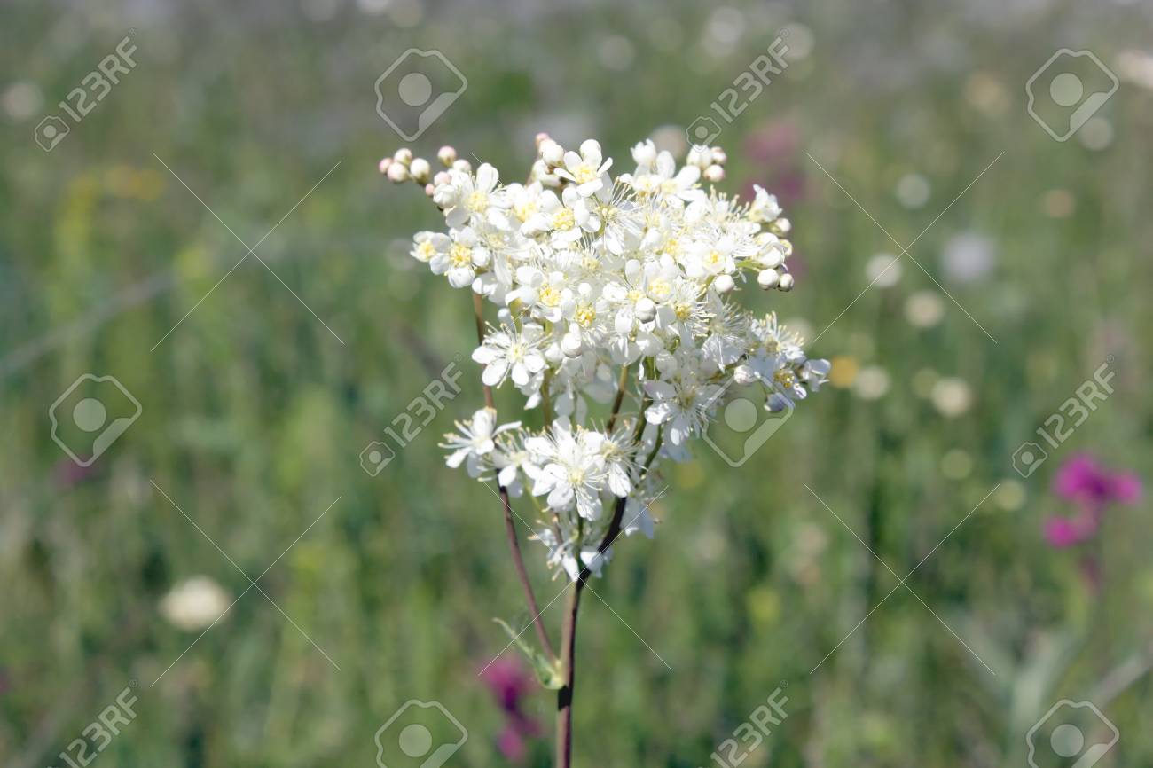 Blossom white flowers on the field, shallow depth of image definition - 29791670 Blossom white flowers on the field, shallow depth of image definition - 29791670