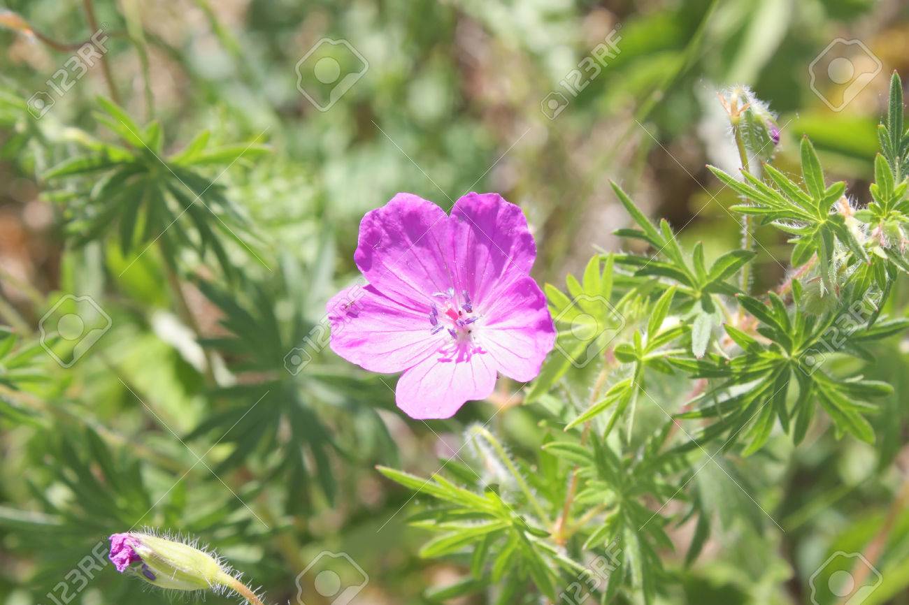 Blossom pink flower on the field, shallow depth of image definition - 29791672 Blossom pink flower on the field, shallow depth of image definition - 29791672