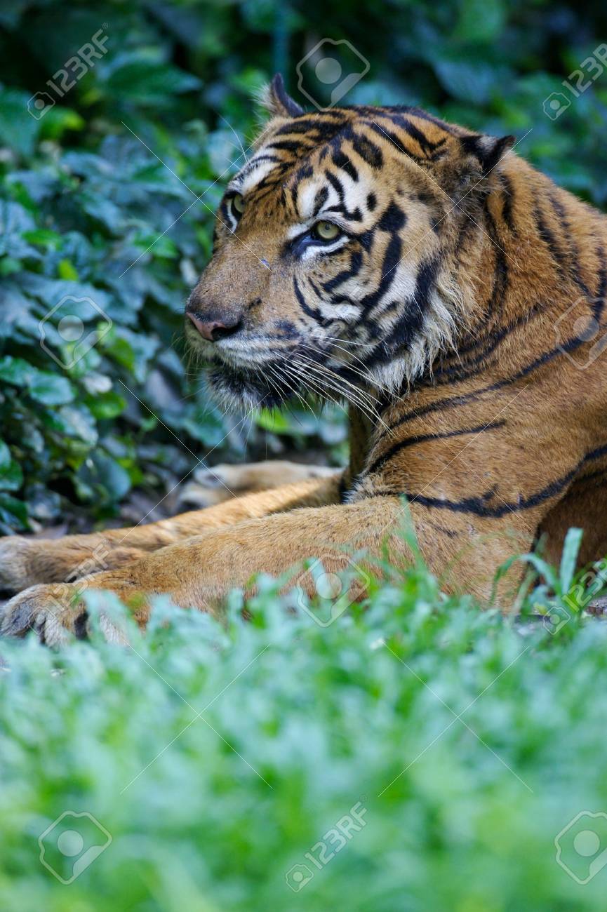 etiam-dictum-ipsum-a-felis