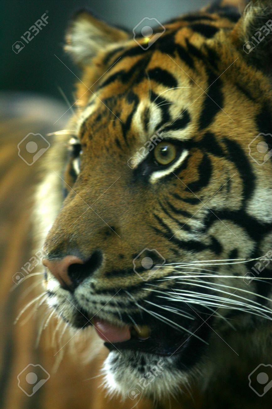 etiam-dictum-ipsum-a-felis