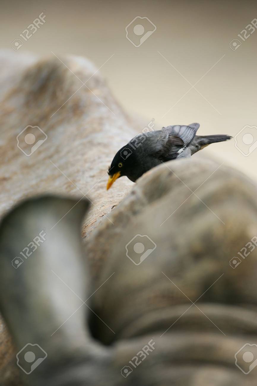 etiam-dictum-ipsum-a-felis