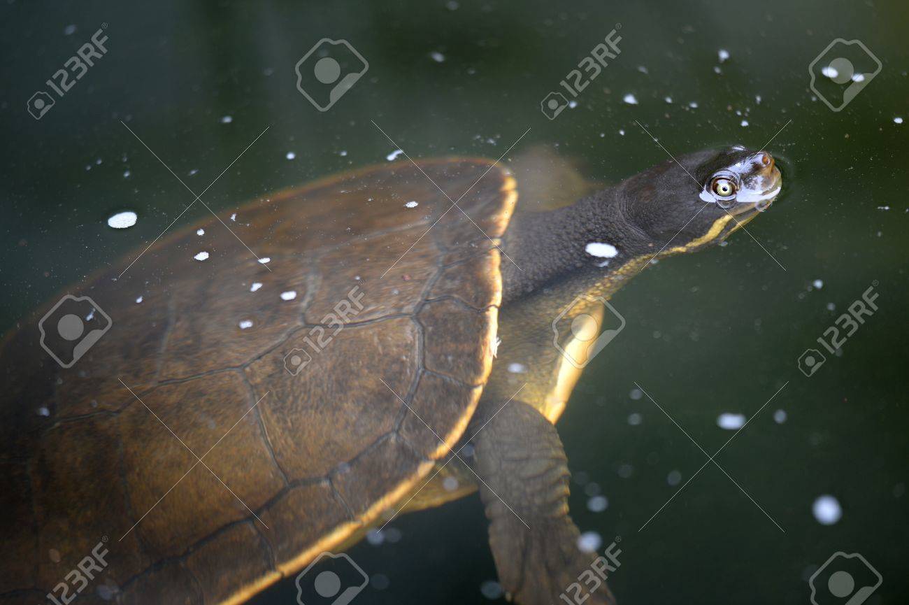 オーストラリアのマレー川のカメの短い首タートル ショットを閉じる の写真素材 画像素材 Image