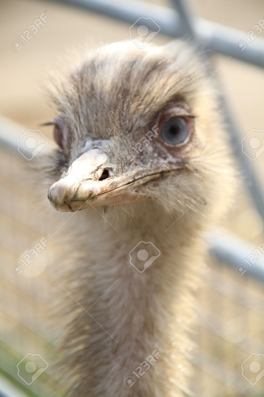 怖い探してエミュー ビッグバード イメージの焦点は Emu のくちばし の写真素材 画像素材 Image 怖い探してエミュー ビッグバード イメージの焦点は Emu のくちばし の写真素材 画像素材 Image