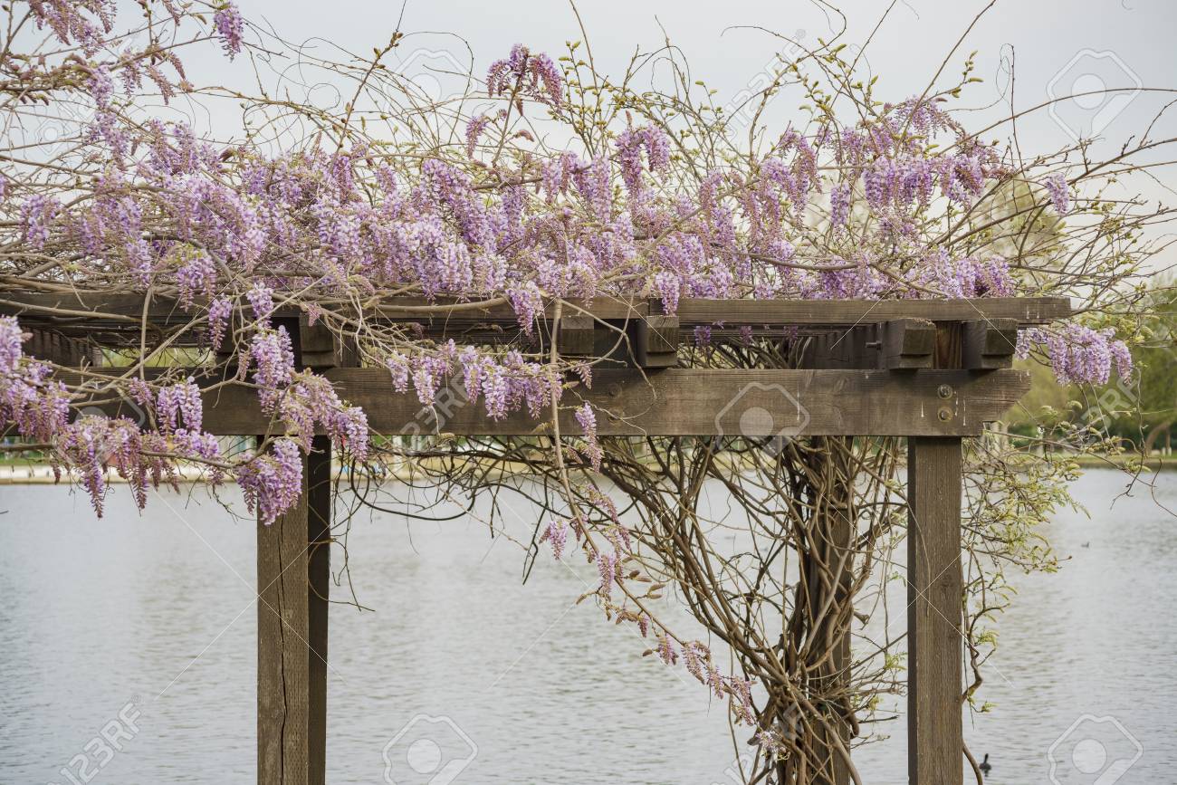 藤桜湖バルボア ロサンゼルス カリフォルニア州 の写真素材 画像素材 Image