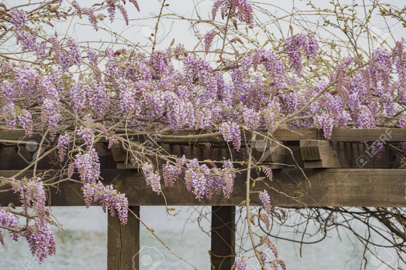 藤桜湖バルボア ロサンゼルス カリフォルニア州 の写真素材 画像素材 Image