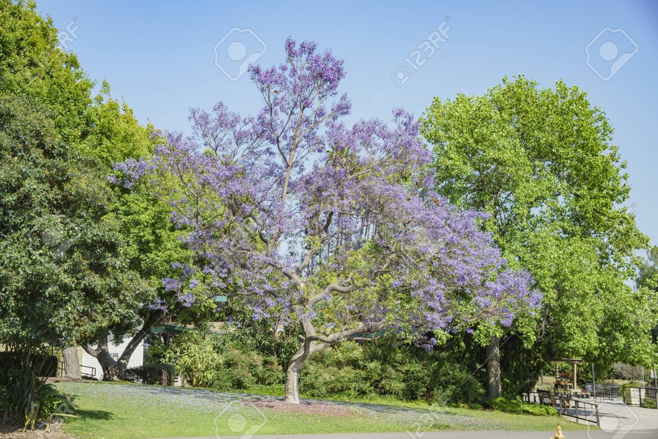 美しいジャカランダの木の花にロサンゼルス郡樹木園 植物園 の写真素材 画像素材 Image 美しいジャカランダの木の花にロサンゼルス郡樹木園 植物園 の写真素材 画像素材 Image