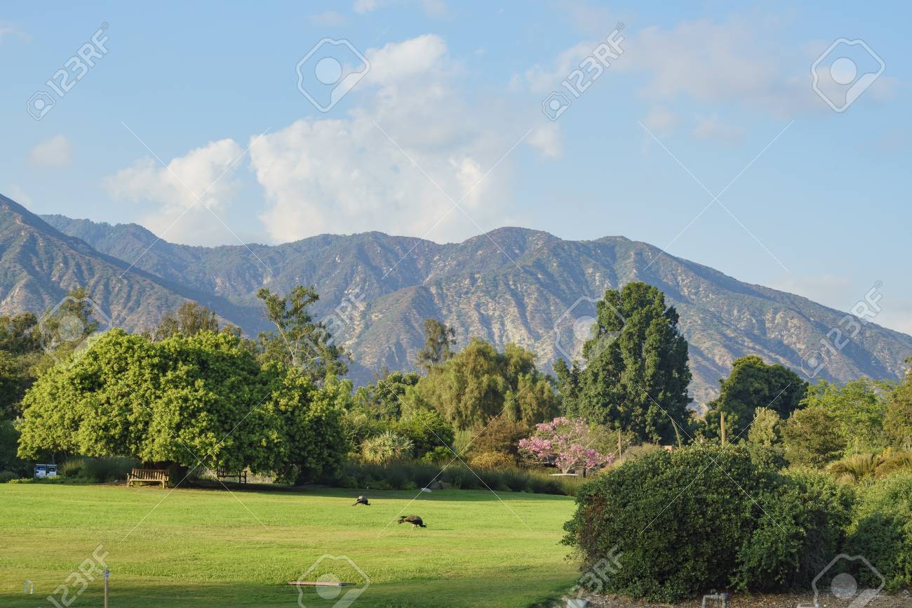 Senda De La Naturaleza En Un Dia Soleado En El Arboreto Y Jardin Botanico Del Condado De Los Angeles Fotos Retratos Imagenes Y Fotografia De Archivo Libres De Derecho Image 86746004 senda de la naturaleza en un dia soleado en el arboreto y jardin botanico del condado de los angeles fotos retratos imagenes y fotografia de archivo libres de derecho image 86746004