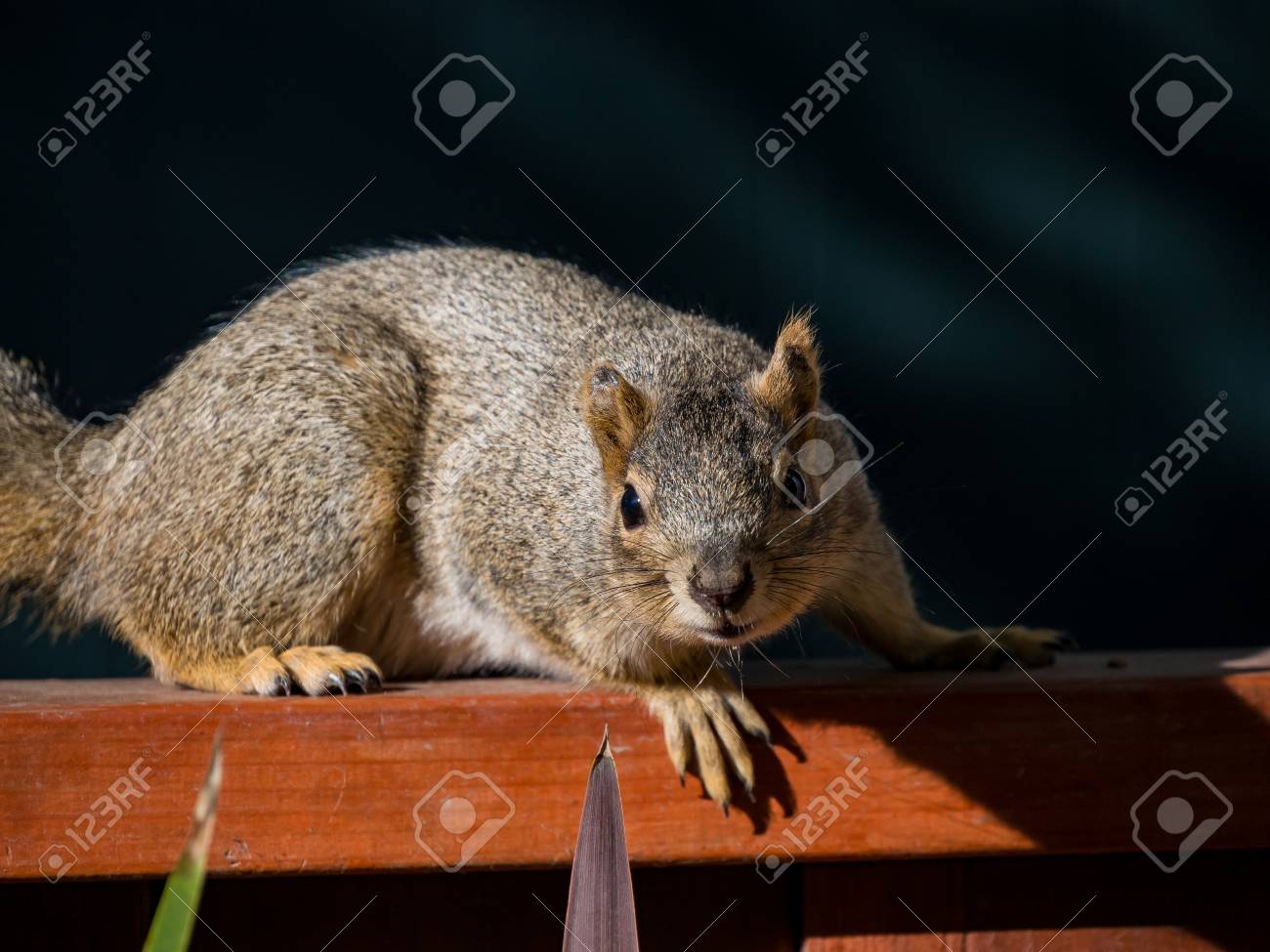 周りのかわいい小さなリスの不思議 サクラメント カリフォルニア州 の写真素材 画像素材 Image
