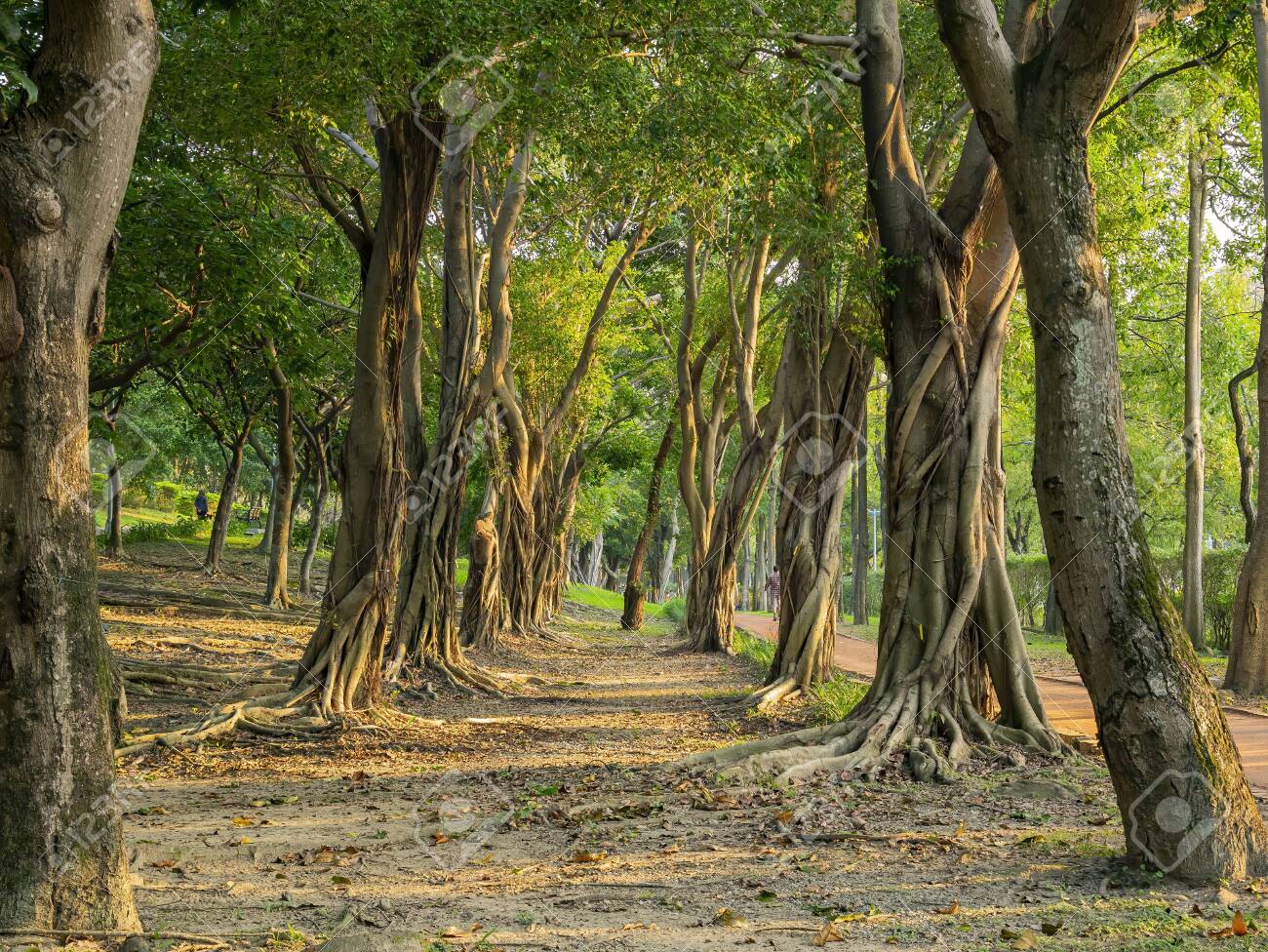台北 大安森林公園の画像 台湾、台北の大安森林公園での樹木景観の朝景の写真素材・画像素材 Image 136884209