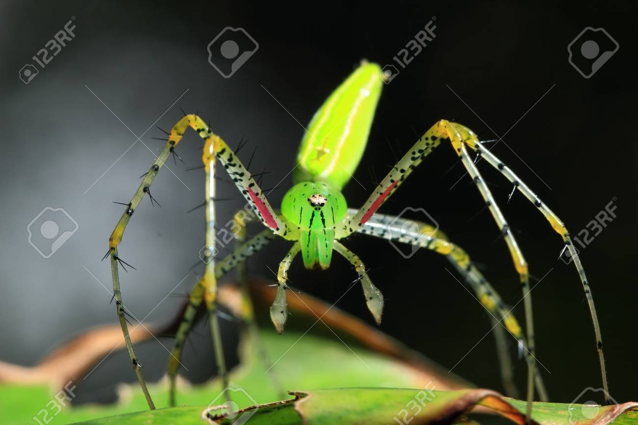 緑の蜘蛛 の写真素材 画像素材 Image