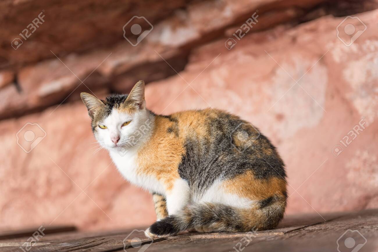 three colored male cat