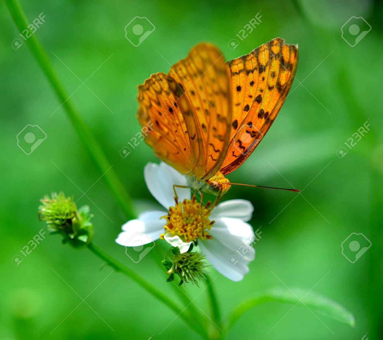 etiam-dictum-ipsum-a-felis