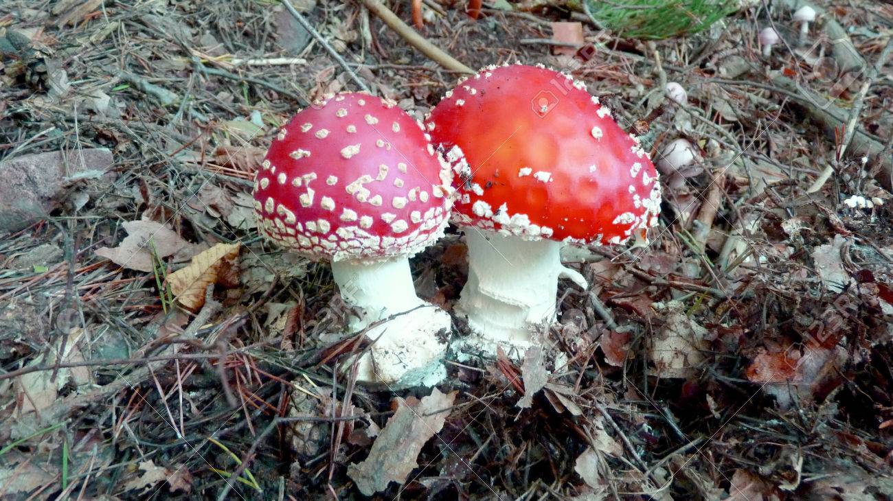 白赤毒キノコを発見しました の写真素材 画像素材 Image 白赤毒キノコを発見しました の写真素材 画像素材 Image