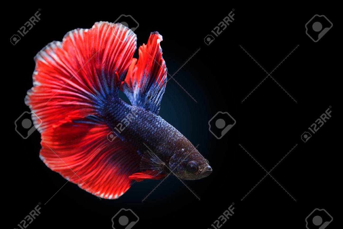 赤青ベタ黒の背景上に孤立の感動の瞬間をキャプチャします ダンボの Betta の魚 の写真素材 画像素材 Image