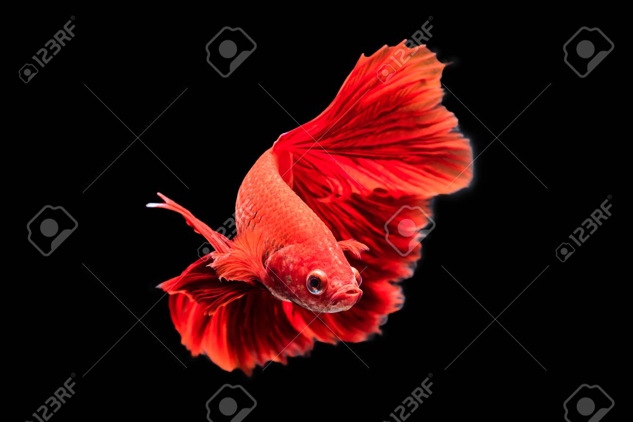 黒の背景に赤のベタの感動の瞬間をキャプチャします ダンボの Betta の魚 の写真素材 画像素材 Image