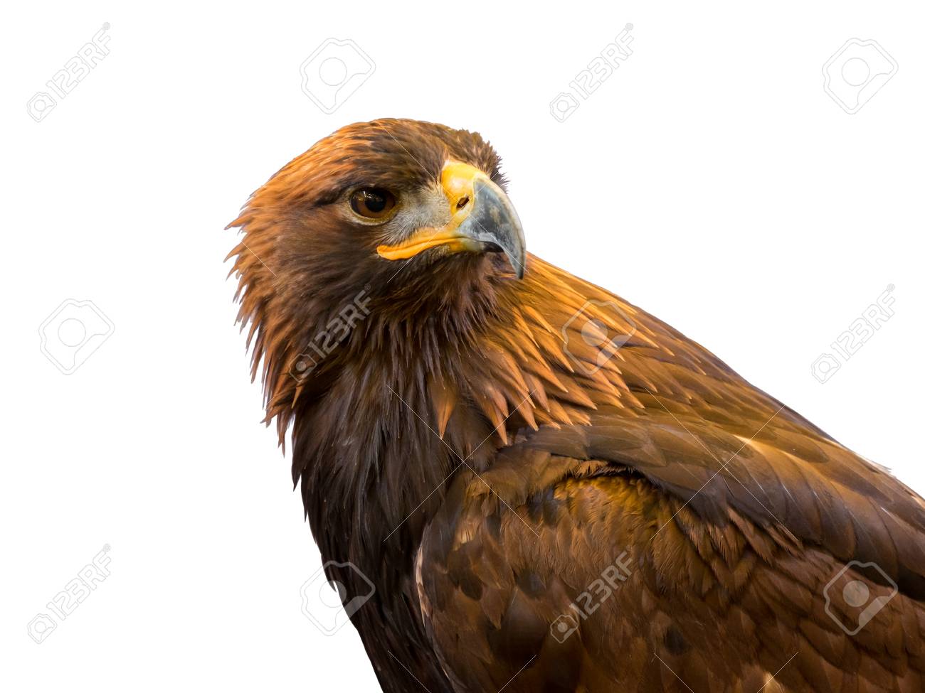 Closeup Of Beautiful Golden Eagle Isolated On White Background