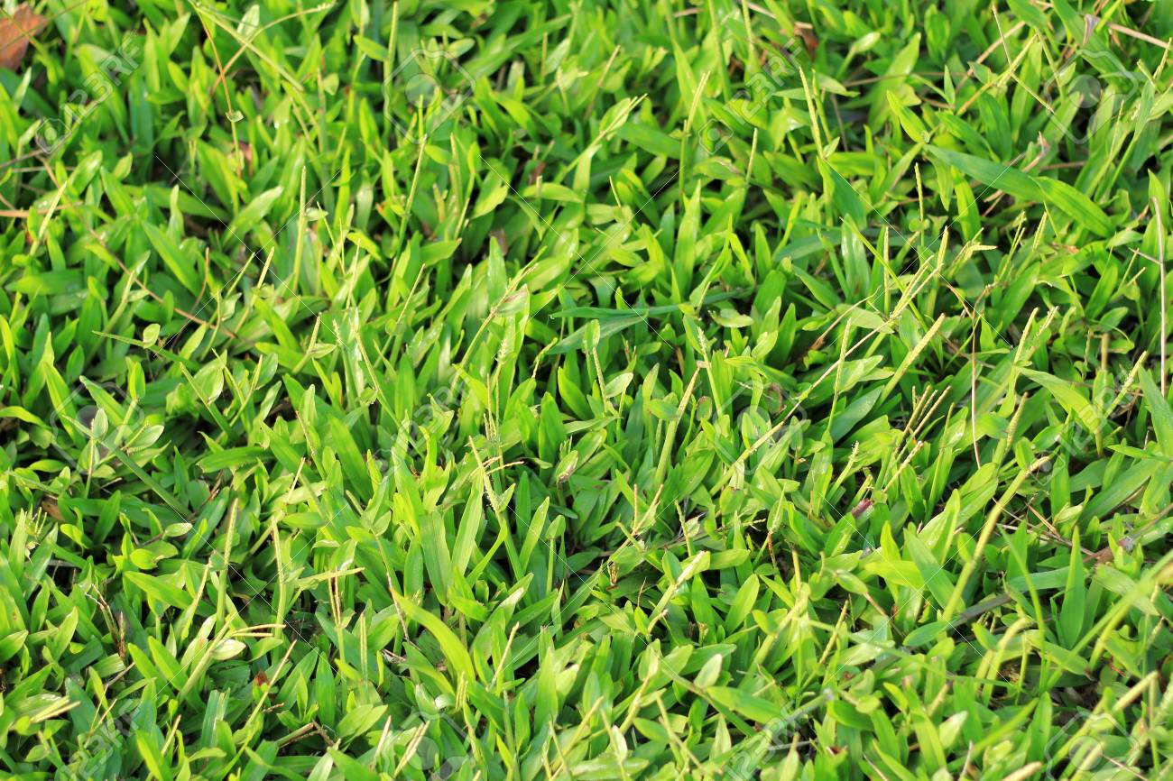 緑の草のテクスチャがストレート の写真素材 画像素材 Image