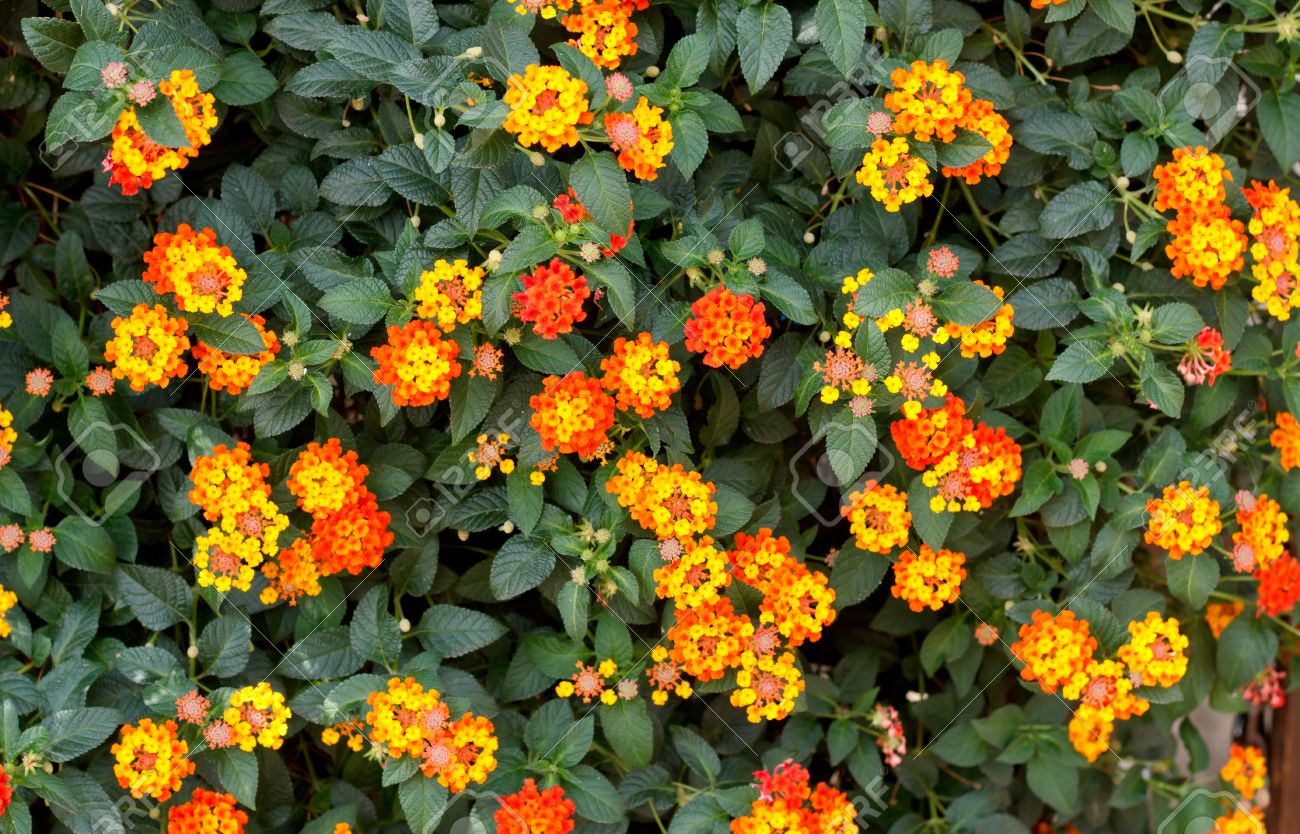 Schone Bunte Hedge Blume Weeping Lantana Lantana Camara Linn Lizenzfreie Fotos Bilder Und Stock Fotografie Image Schone Bunte Hedge Blume Weeping Lantana Lantana Camara Linn Lizenzfreie Fotos Bilder Und Stock Fotografie Image