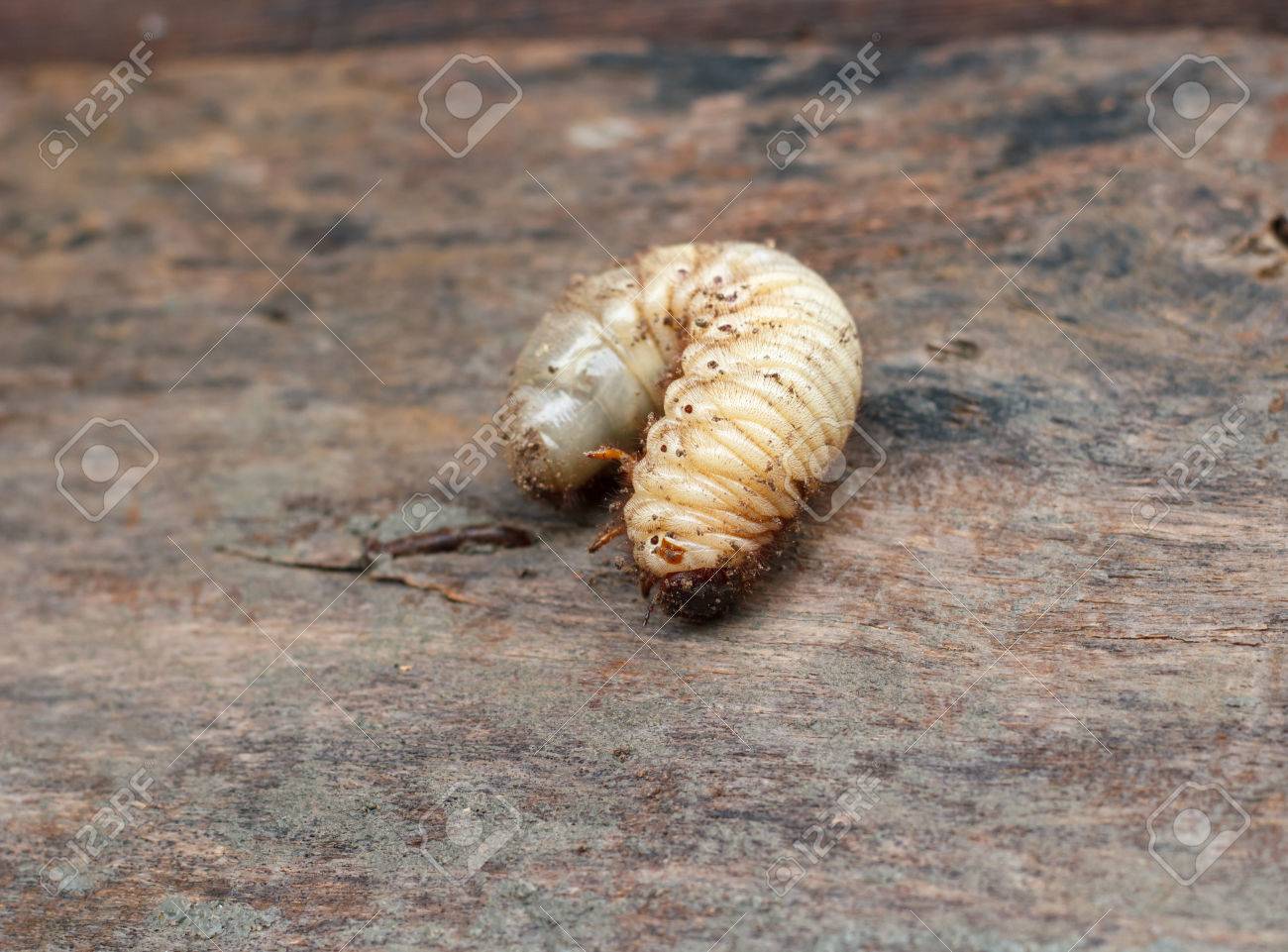 ヘラクレスオオカブト Dynastes ヘラクレスの幼虫 の写真素材 画像素材 Image