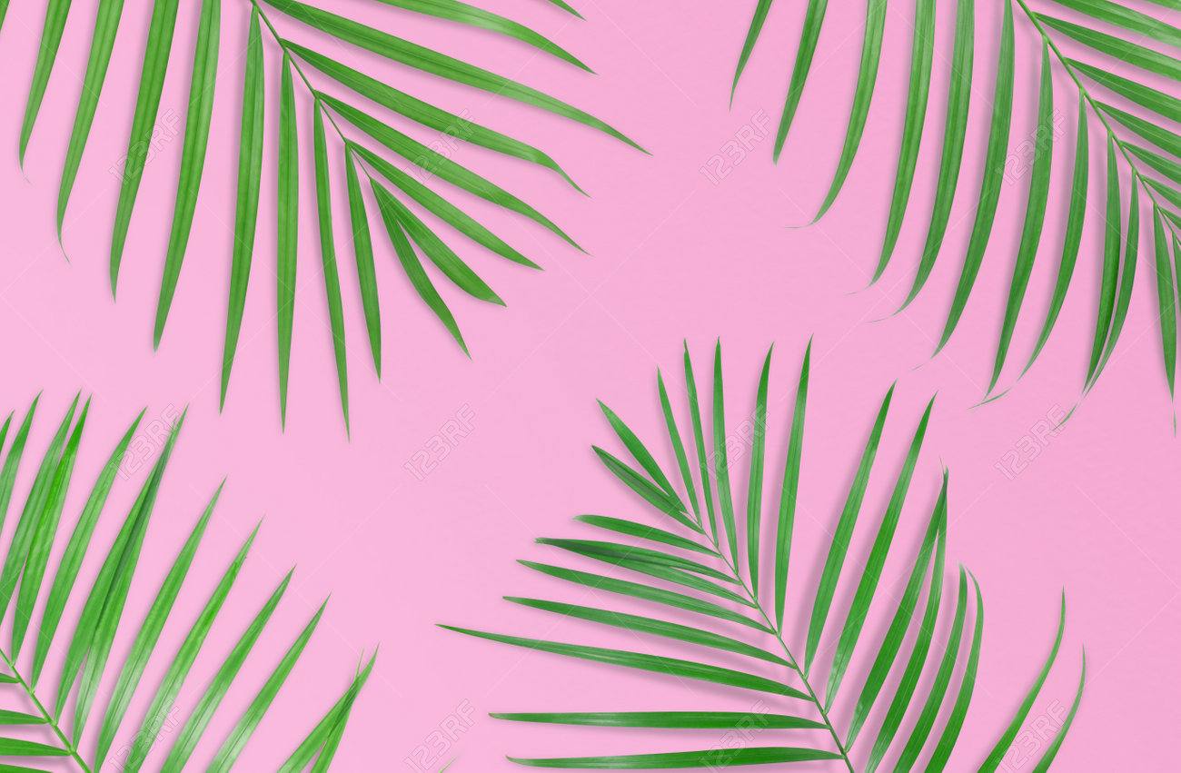 Tropical Palm Leaves On Pink Background Minimal Nature Summer Stock Photo Picture And Royalty Free Image Image 87154276 tropical palm leaves on pink background minimal nature summer
