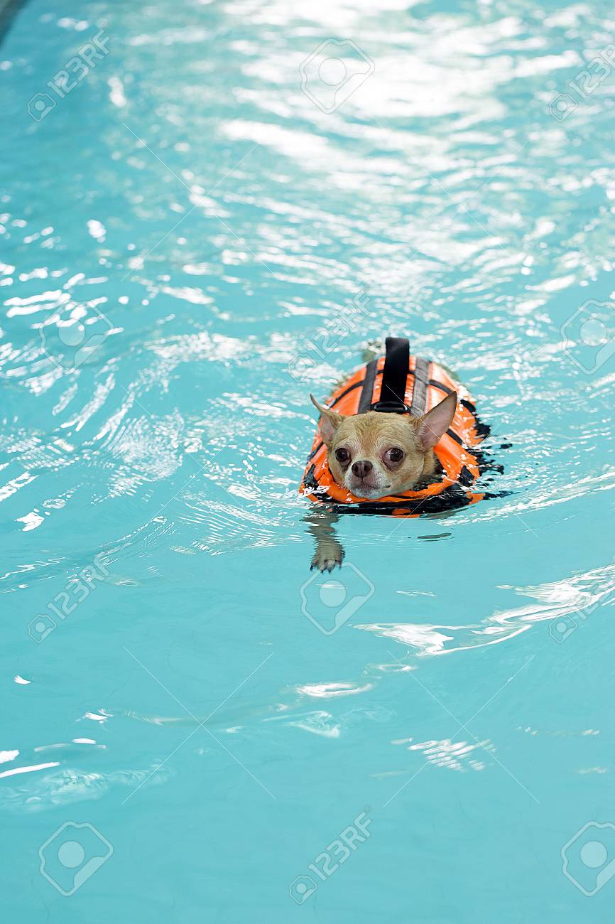 chihuahua pool float