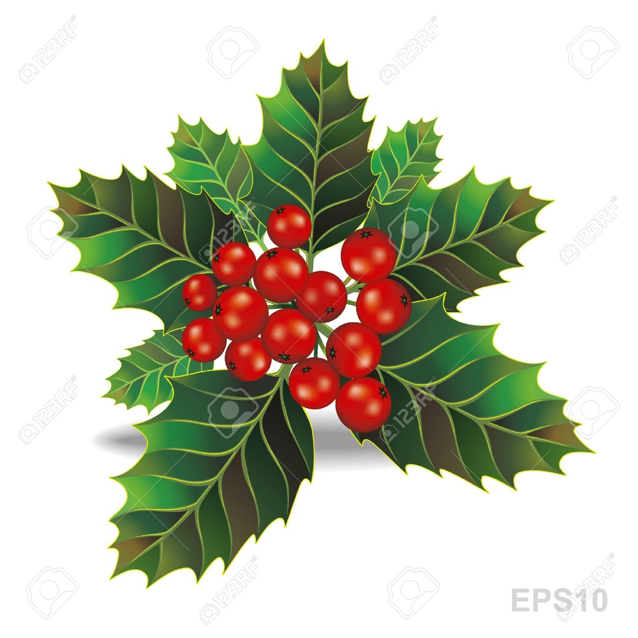 美しいヒイラギ クリスマス ブランチ ベクトルのイラスト素材 ベクタ Image