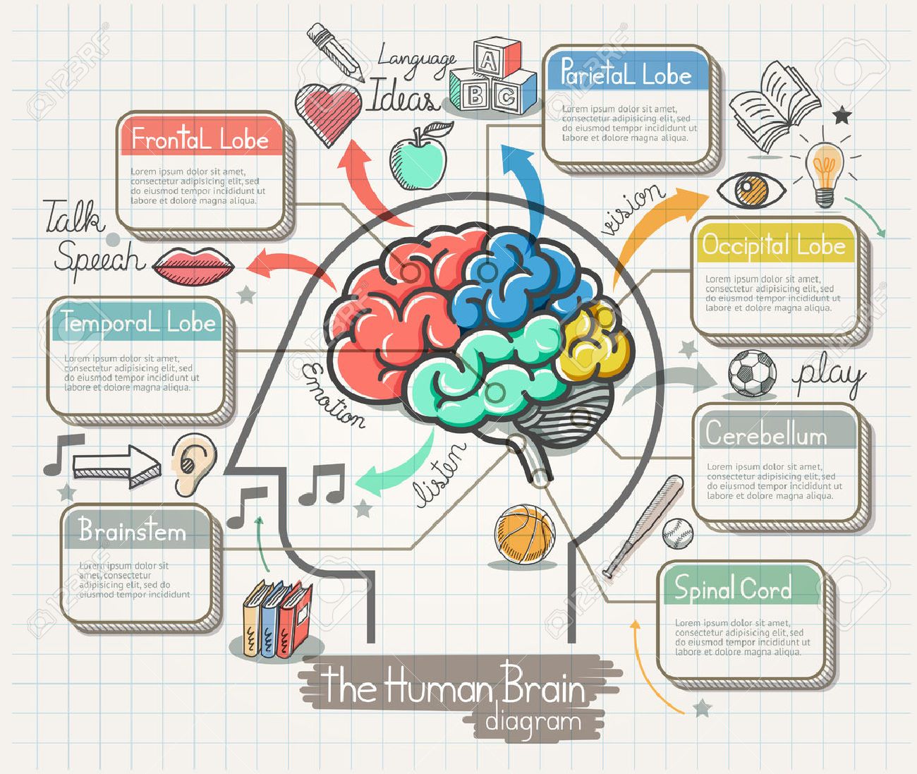 The Human Brain Diagram Doodles Icons Set. Illustration. - 50958313 The Human Brain Diagram Doodles Icons Set. Illustration. - 50958313