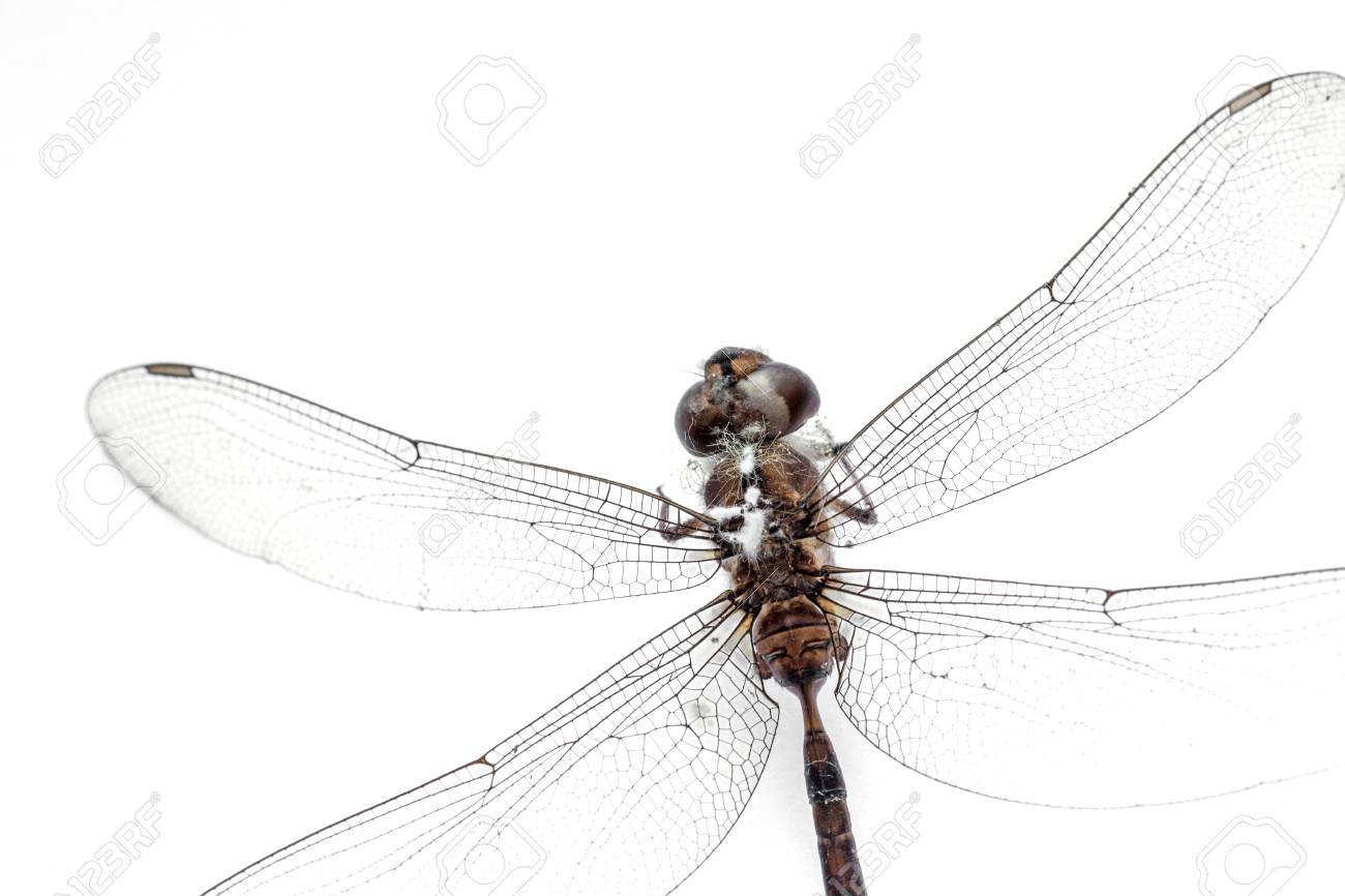 dragonfly stuffed animal