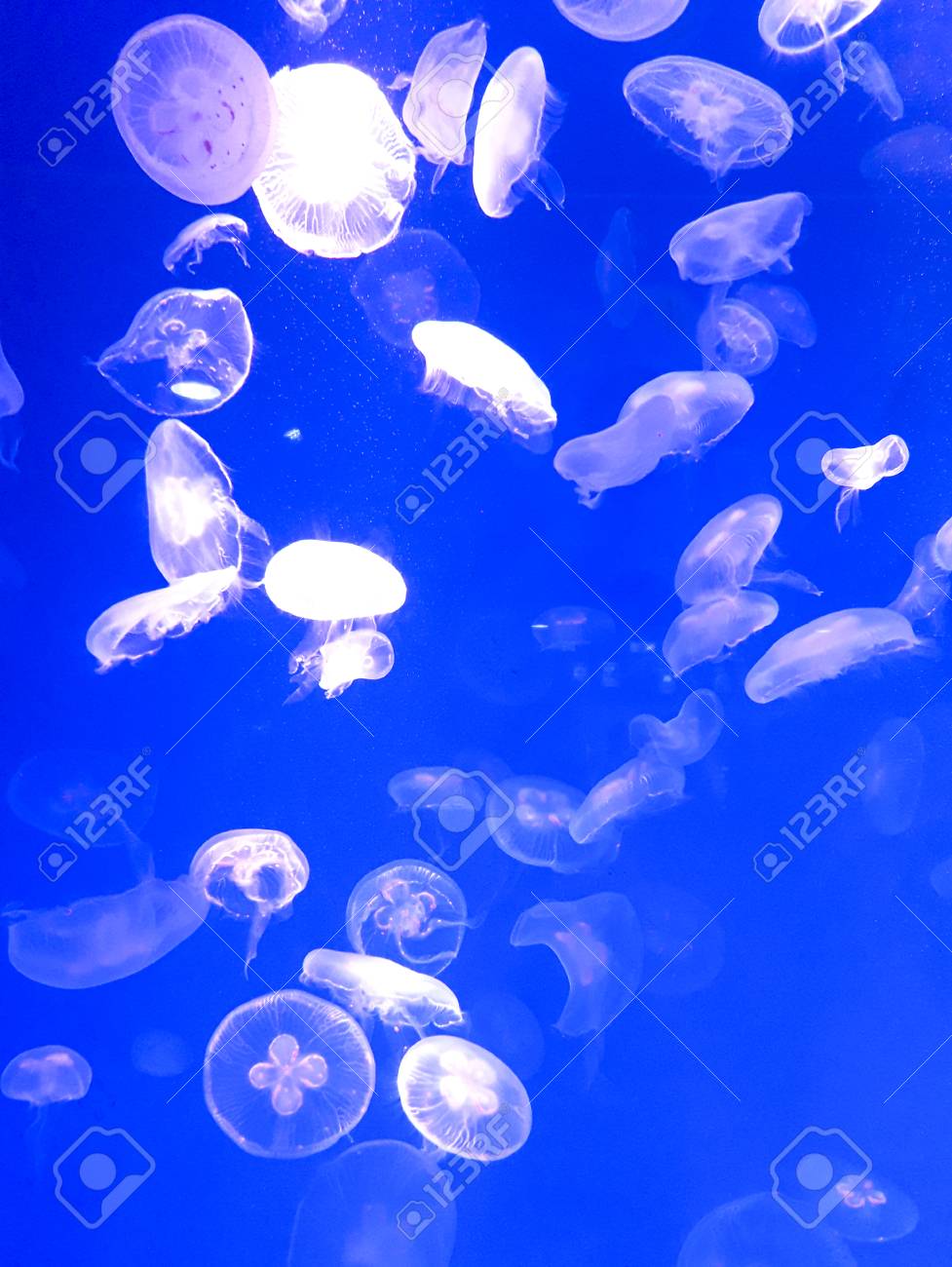 Jelly Fish Swimming In Aquarium With Light Blue Background Stock