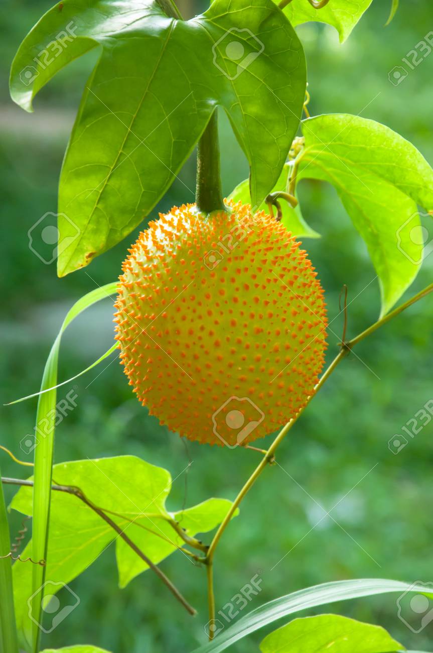 Gac Fruit As As Baby Jackfruit Spiny Bitter Gourd Sweet Gourd Stock Photo Picture And Royalty Free Image Image