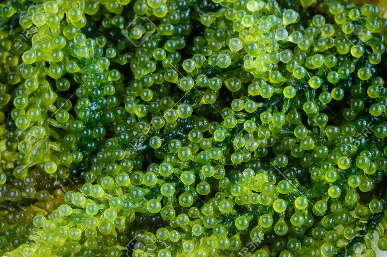 Sea Grapes (Caulerpa Lentillifera 