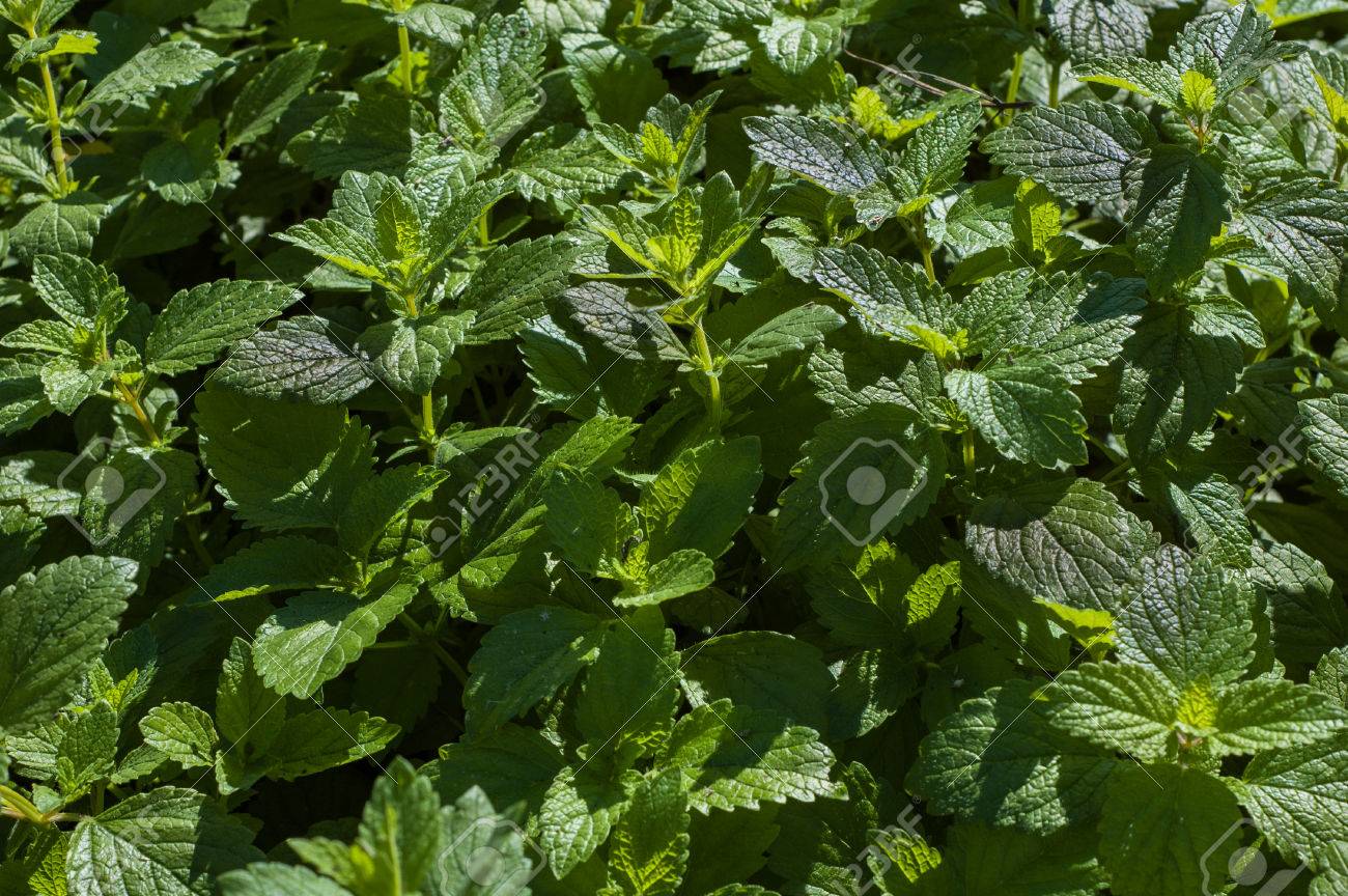 庭で多くのレモンバームの葉 の写真素材 画像素材 Image