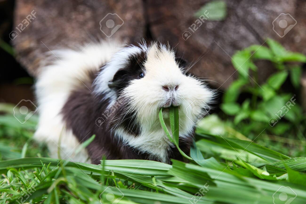 black and white fluffy guinea pig