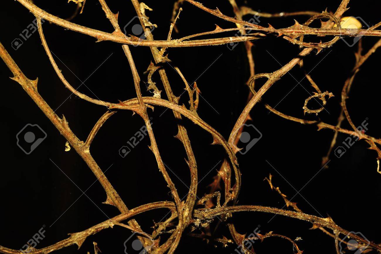 とげがあるツル の写真素材 画像素材 Image