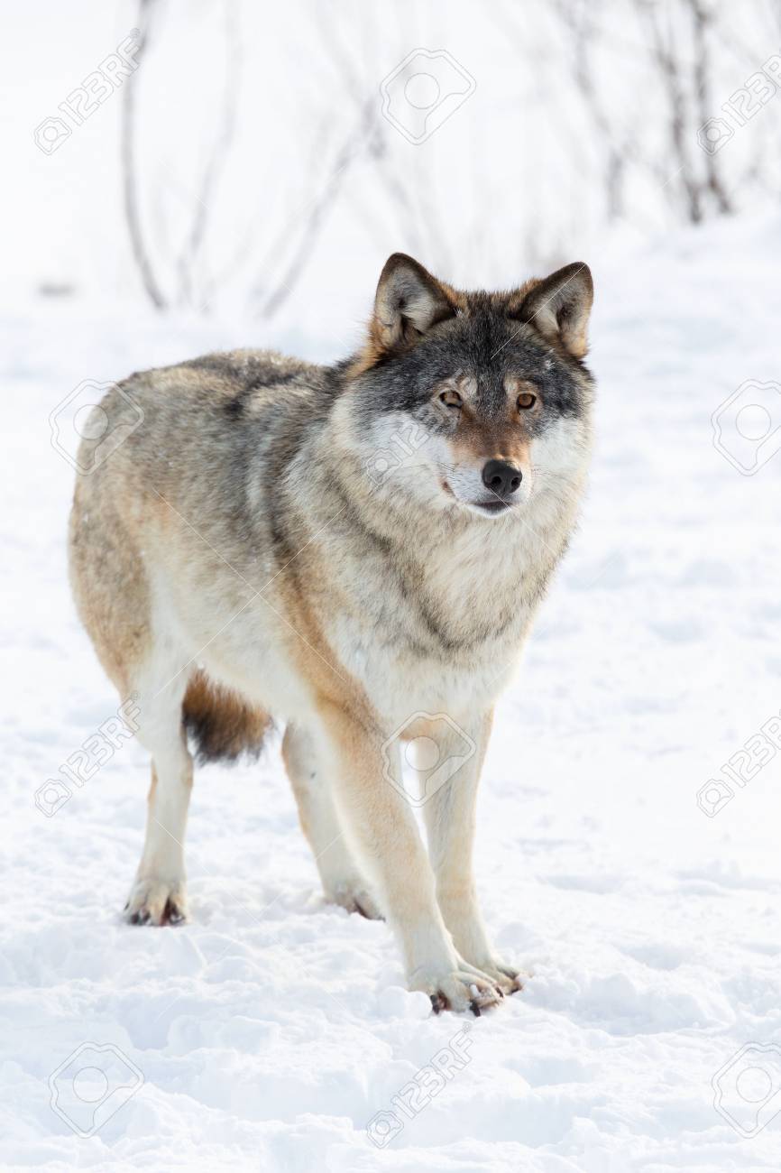 冬のノルウェーの森のオオカミ の写真素材 画像素材 Image 冬のノルウェーの森のオオカミ の写真素材 画像素材 Image