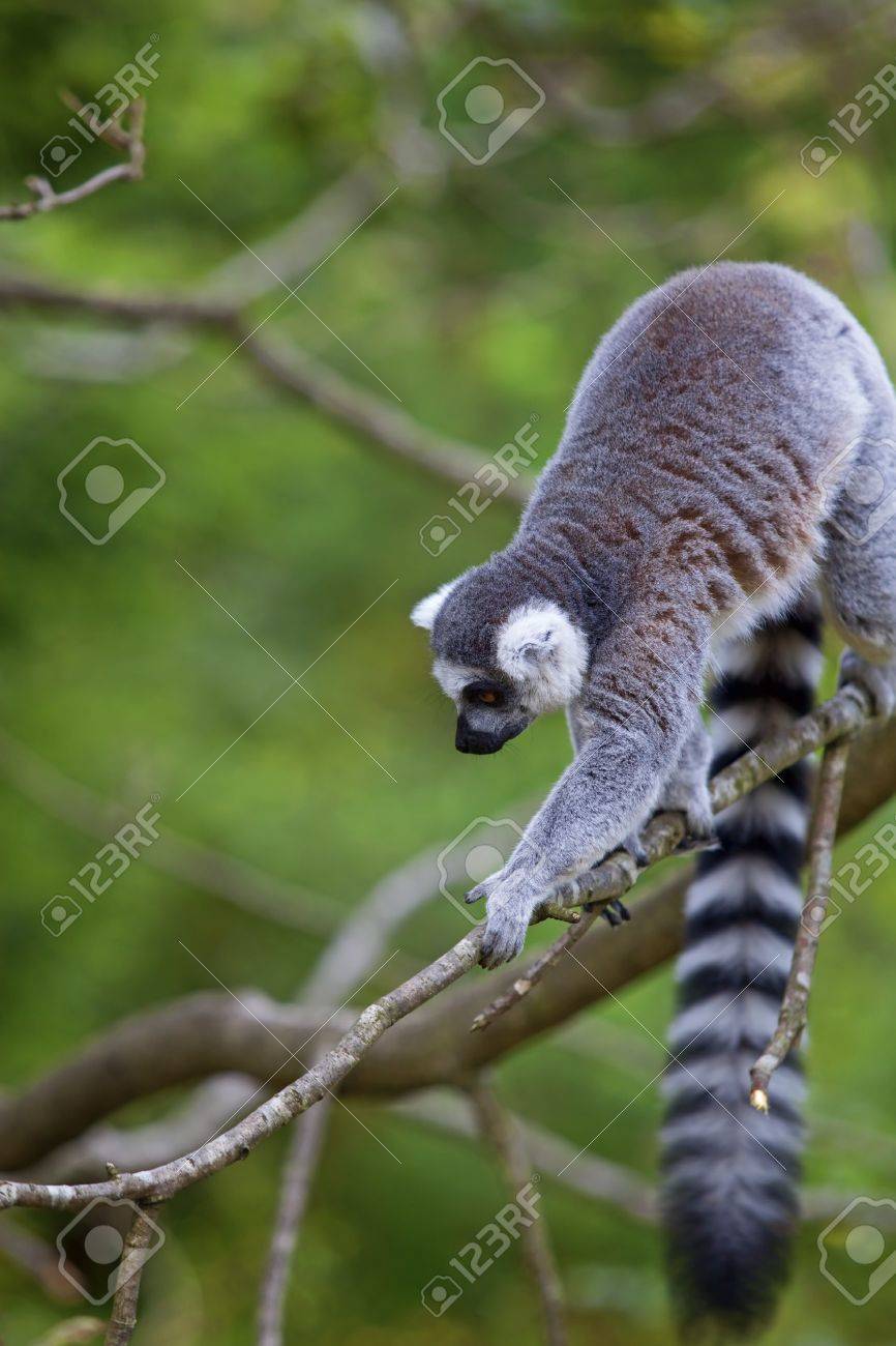 etiam-dictum-ipsum-a-felis