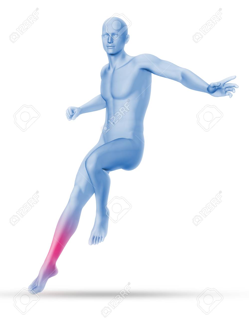 ジャンプから着地部分筋肉マップと 3 D 男性医療図 の写真素材 画像素材 Image