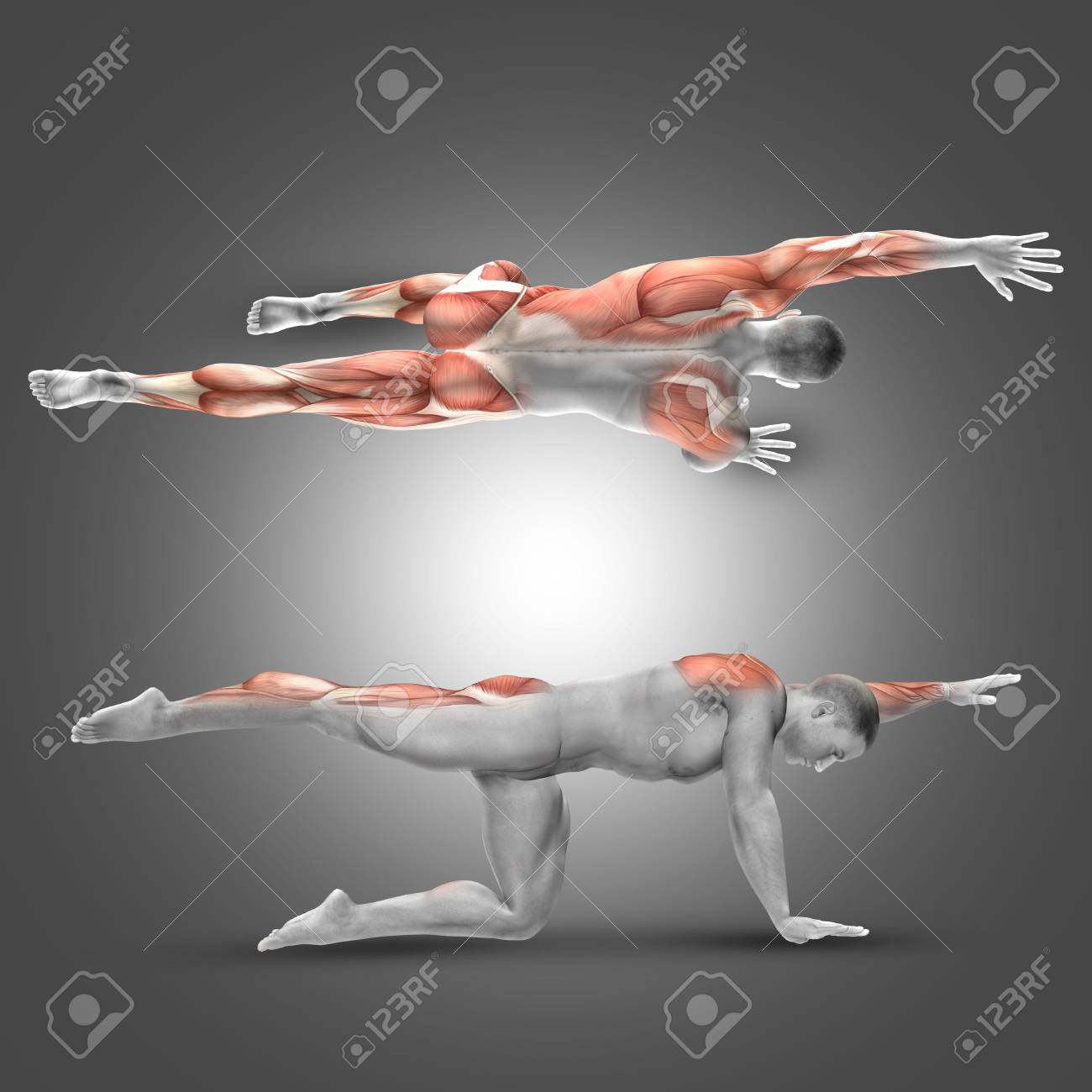 強調筋肉使用と代替腕 脚を上げるポーズで男性図の 3 D レンダリング の写真素材 画像素材 Image