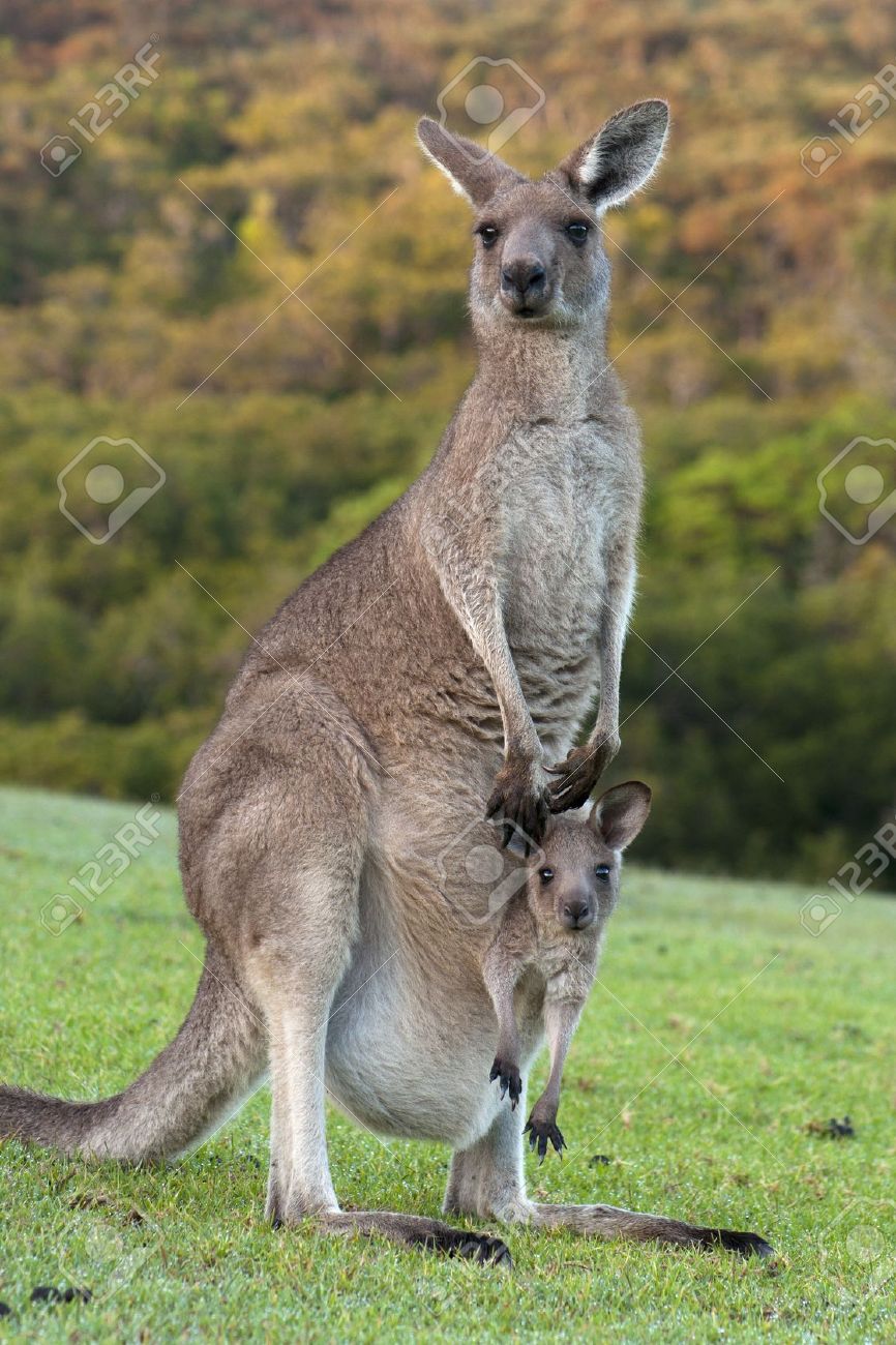 Taille De Bebe Jumpin Joey Kangourou Costume Baby 0 6 Months Vetements Fantaisie Et Specialty