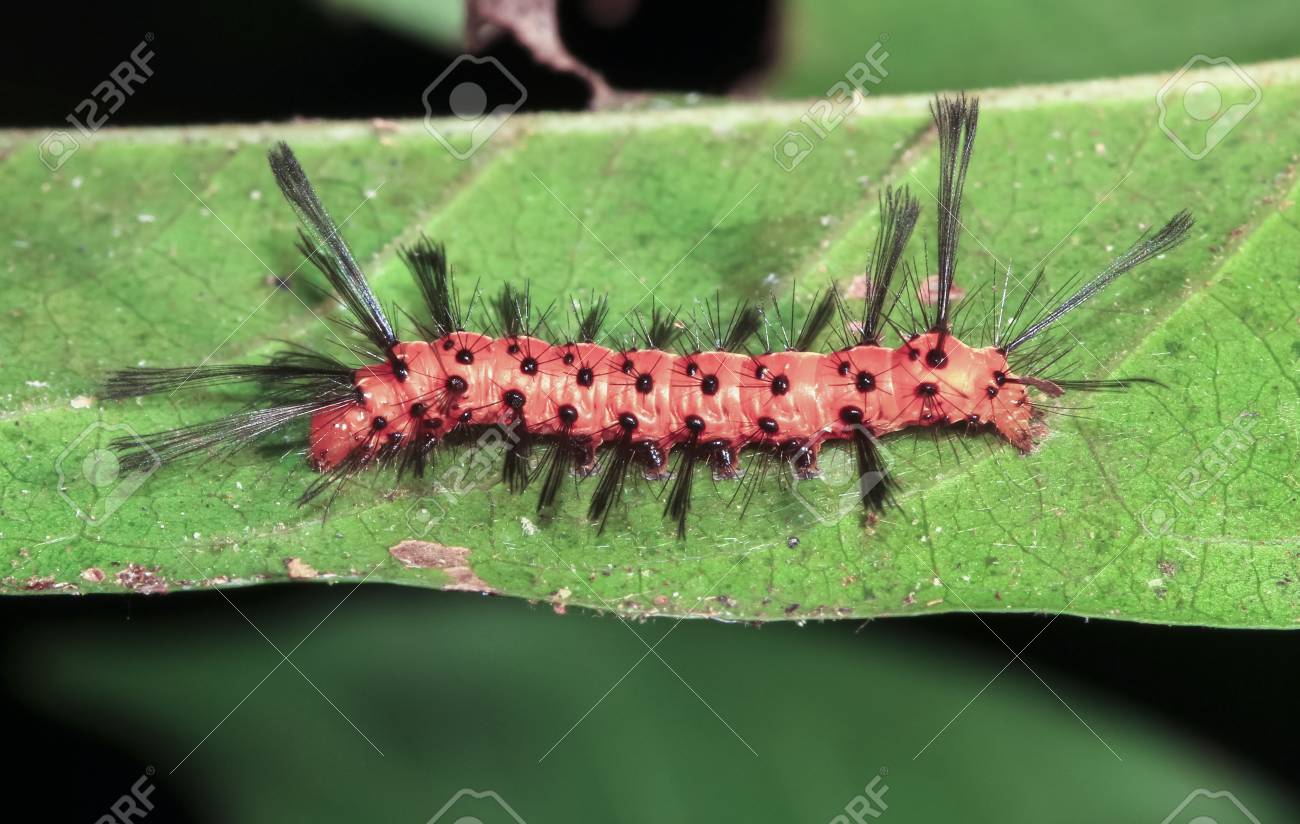 ベリーズでは夜に長い毛の毛虫が撮影されます の写真素材 画像素材 Image