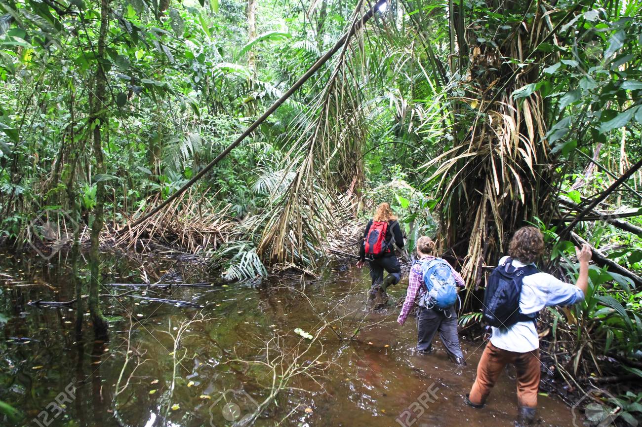 A group of wildlife surveyors walks through a flooded part of Tortuguero National Park, Costa Rica. - 95767461 A group of wildlife surveyors walks through a flooded part of Tortuguero National Park, Costa Rica. - 95767461