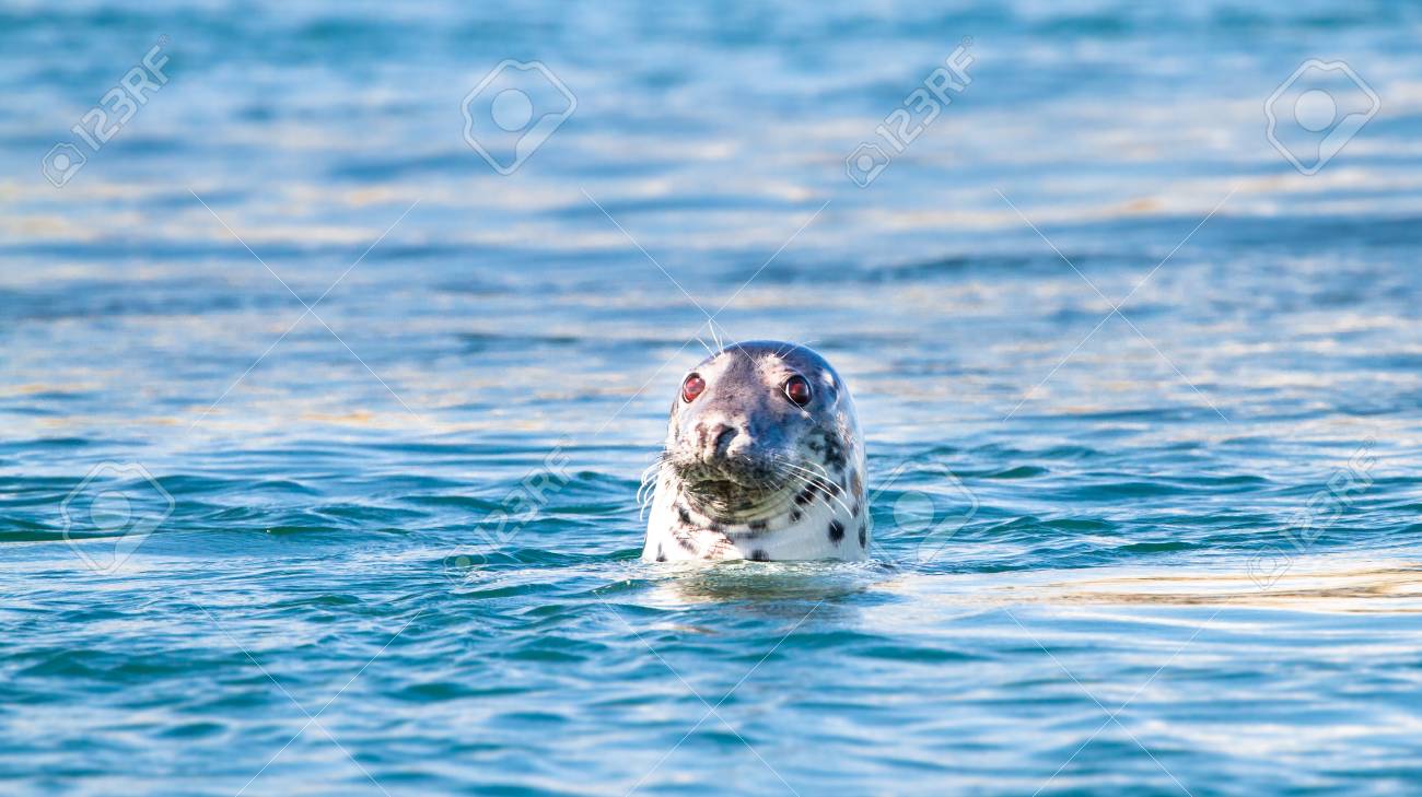 Grey seal (Halichoerus grypus) poking its head out of the water as it swims at Port Wemyss, Islay, Scotland. - 120150188 Grey seal (Halichoerus grypus) poking its head out of the water as it swims at Port Wemyss, Islay, Scotland. - 120150188