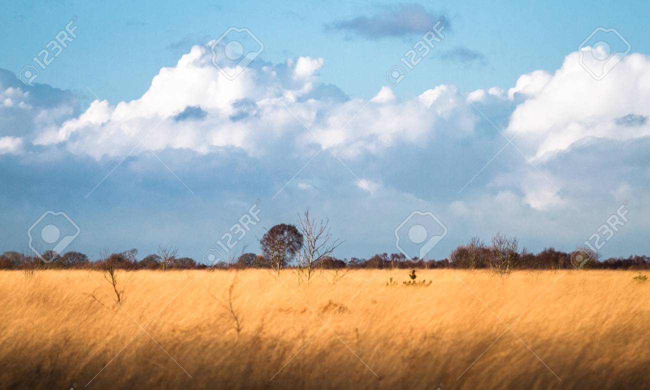 Large grassland with storm clouds in the distance and warm evening light. Whixall Moss, Shropshire, England. - 120579852 Large grassland with storm clouds in the distance and warm evening light. Whixall Moss, Shropshire, England. - 120579852