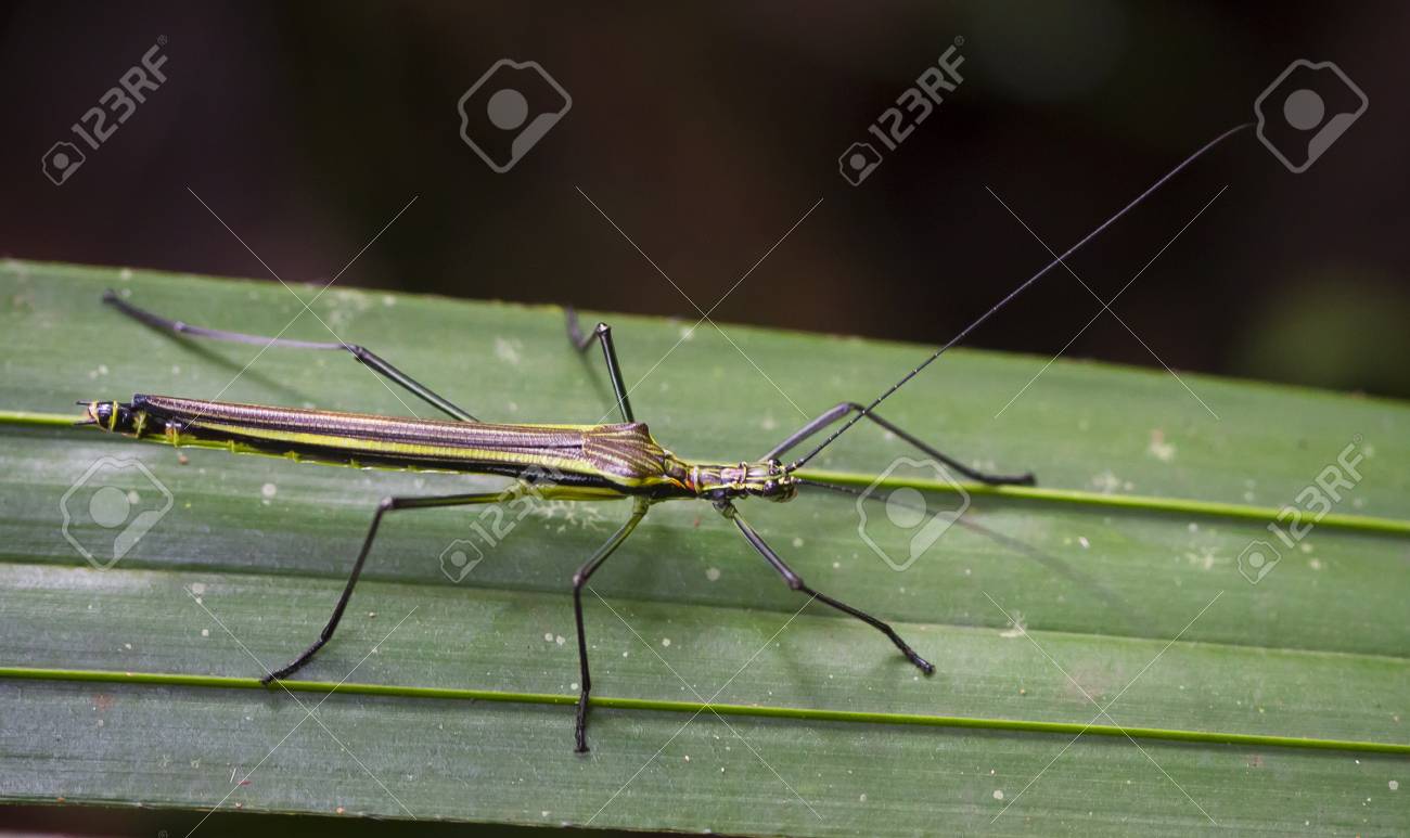 A flying stick insect (Anthericonia anketeschkei) walking on a leaf in Costa Rica. - 120580207 A flying stick insect (Anthericonia anketeschkei) walking on a leaf in Costa Rica. - 120580207