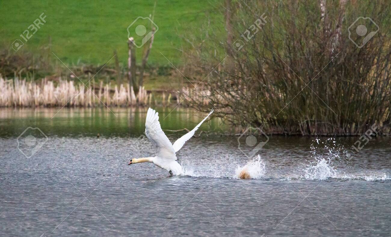 A mute swan (Cygnus olor) takes off from Venus Pool in Shropshire, England. - 120580408 A mute swan (Cygnus olor) takes off from Venus Pool in Shropshire, England. - 120580408