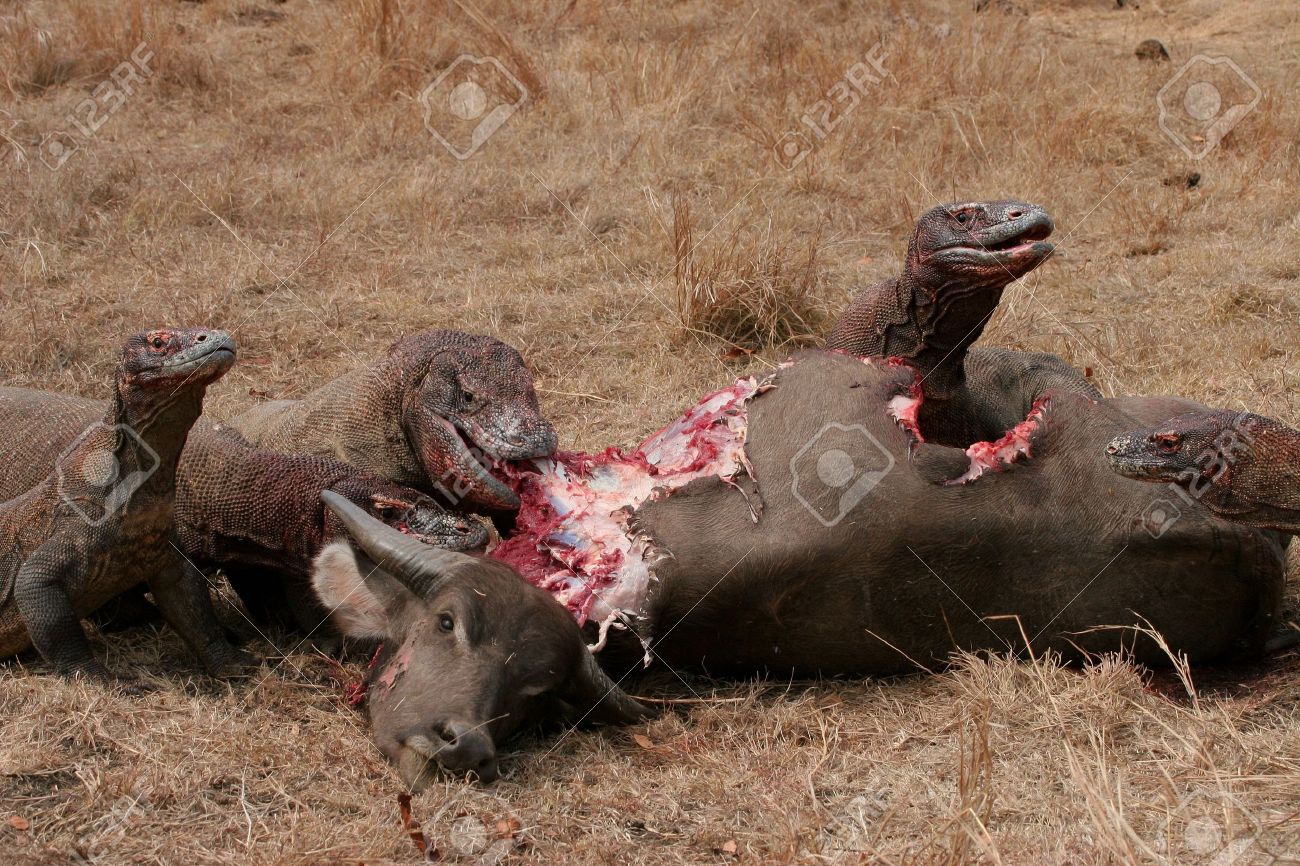 komodo dragons eating wild buffalo rinca island indonesia stock