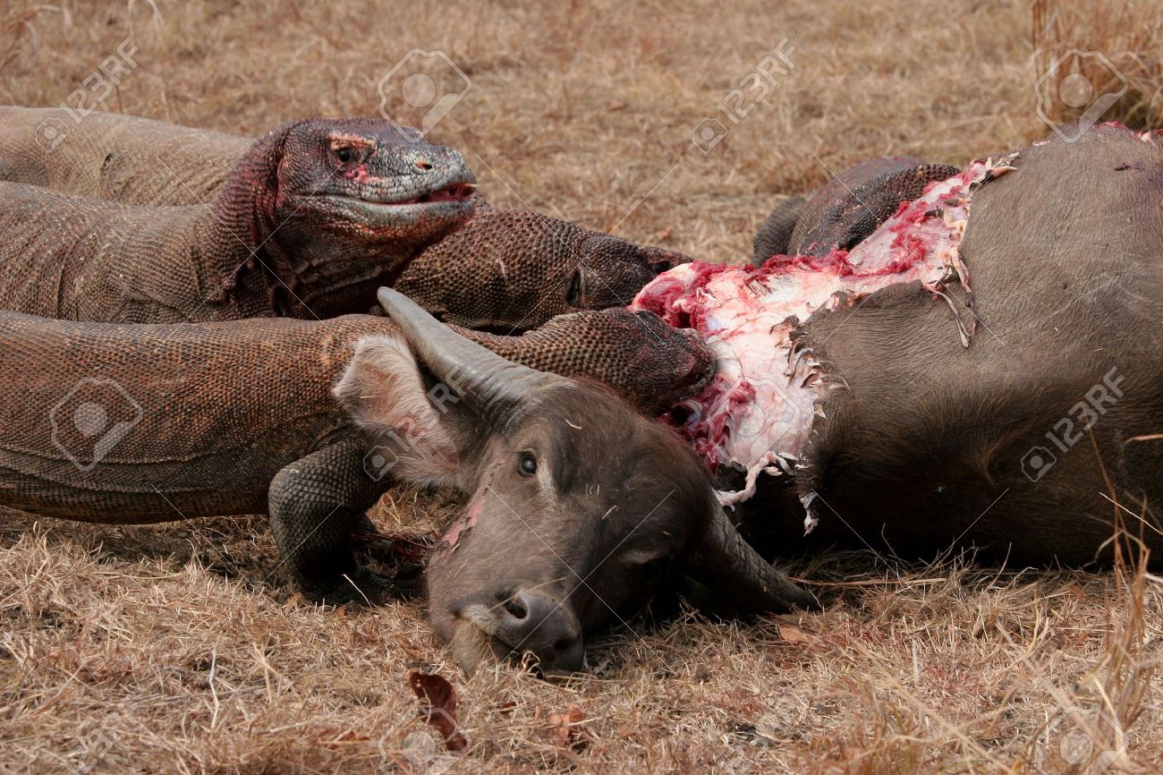 komodo dragons eating wild buffalo rinca island indonesia stock